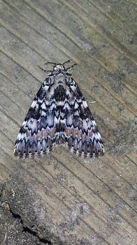 Connubial Underwing photo 6