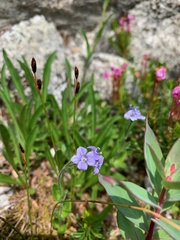 Veronica wormskjoldii