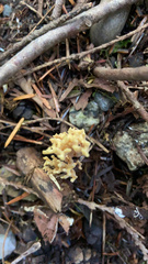 Ramaria stricta