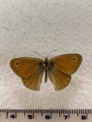Coenonympha california