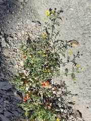 Solanum pimpinellifolium