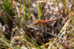 Sympetrum flaveolum