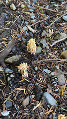 Ramaria stricta