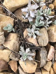 Artemisia ludoviciana