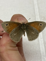 Coenonympha california