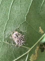 Gibellula