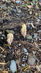 Ramaria stricta