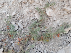 Solanum pimpinellifolium