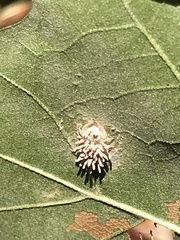 Gibellula