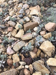 Artemisia ludoviciana