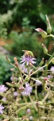 Agapostemon