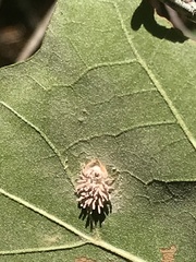 Gibellula