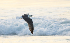 Larus fuscus heuglini