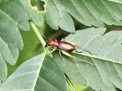 Phyllopalpus pulchellus