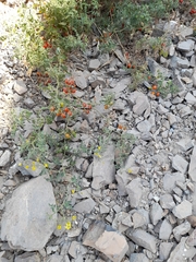 Solanum pimpinellifolium