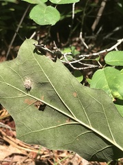 Gibellula