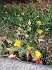 Sonchus oleraceus