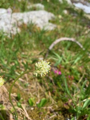 Triantha occidentalis