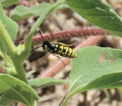 Vespula atropilosa