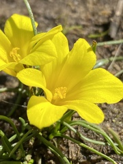 Moraea fugacissima