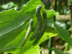 Leptophobia