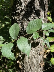 Ulmus minor
