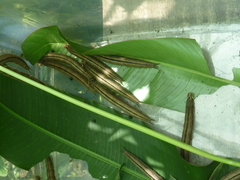 Caligo oileus