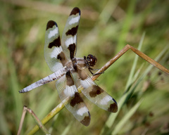 Libellula pulchella