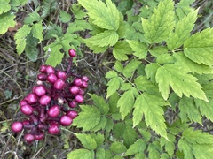 Actaea