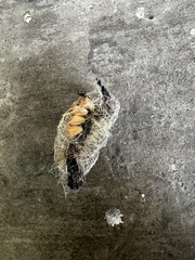 Orgyia pseudotsugata