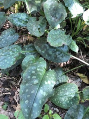Pulmonaria