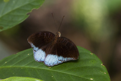 Tanaecia iapis puseda