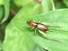 Phyllopalpus pulchellus