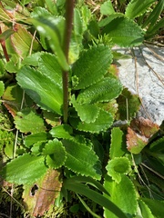 Leptarrhena pyrolifolia