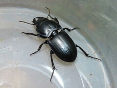 Pasimachus sublaevis