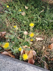 Sonchus oleraceus