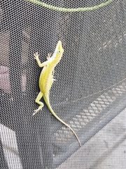 Anolis carolinensis