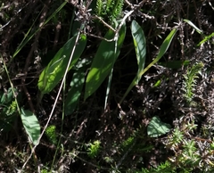 Pterygodium catholicum