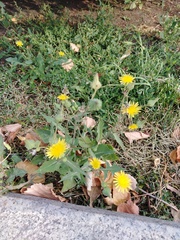 Sonchus oleraceus