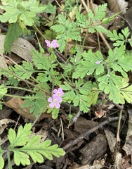 Geranium robertianum