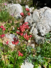 Leptarrhena pyrolifolia