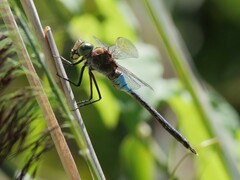 Anax parthenope