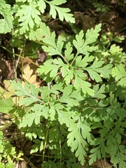 Geranium robertianum