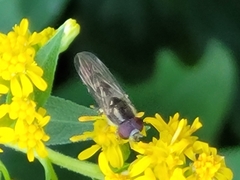 Platycheirus albimanus
