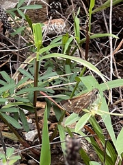 Atalopedes campestris