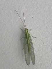 Chrysoperla rufilabris