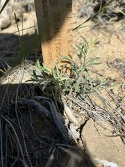 Dieteria canescens