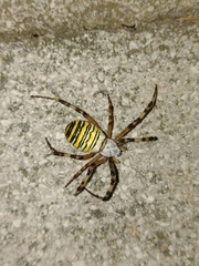 Argiope bruennichi