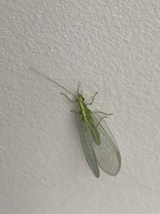 Chrysoperla rufilabris