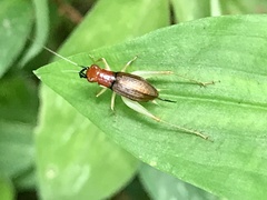Phyllopalpus pulchellus